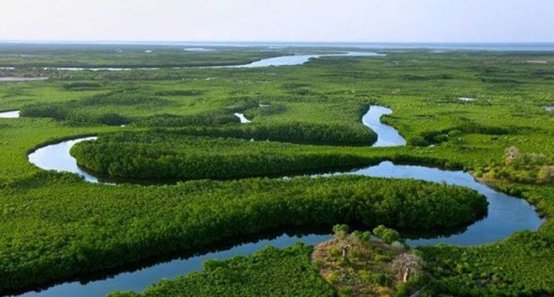 Saloum Delta National Park, Fatick & Kaolack Regions, Senegal